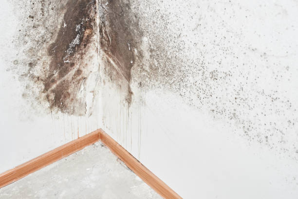 Best Attic Mold Removal  in Clever, MO